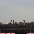 10_25-mast.jpg