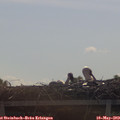 10_30-mast.jpg