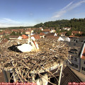 10_30-nest.jpg