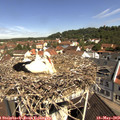 10_40-nest.jpg