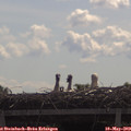 10_45-mast.jpg