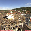 10_45-nest.jpg