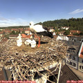 10_50-nest.jpg
