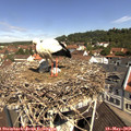 10_55-nest.jpg
