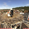 11_00-nest.jpg