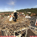 11_05-nest.jpg