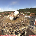 11_10-nest.jpg