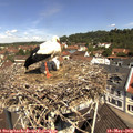 11_15-nest.jpg