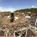 11_20-nest.jpg