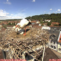 11_25-nest.jpg