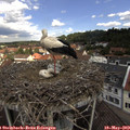 11_40-nest.jpg