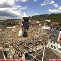 11_45-nest.jpg