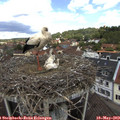 11_50-nest.jpg