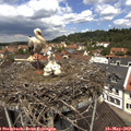 11_55-nest.jpg