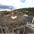 12_00-nest.jpg