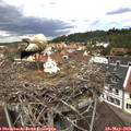 12_05-nest.jpg