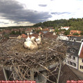 12_10-nest.jpg