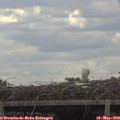 12_15-mast.jpg