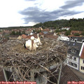 12_20-nest.jpg
