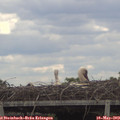 12_25-mast.jpg