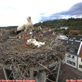 12_30-nest.jpg