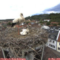 12_35-nest.jpg