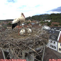 12_40-nest.jpg