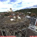 12_45-nest.jpg