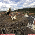 12_50-nest.jpg