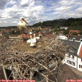 12_55-nest.jpg