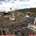 13_00-nest.jpg