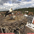 13_05-nest.jpg