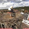 13_10-nest.jpg