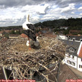 13_15-nest.jpg