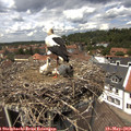 13_20-nest.jpg