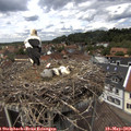 13_25-nest.jpg