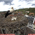 13_30-nest.jpg