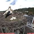 13_35-nest.jpg