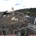 13_40-nest.jpg