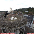 13_45-nest.jpg