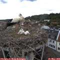 13_50-nest.jpg
