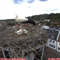 13_55-nest.jpg