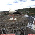 14_00-nest.jpg