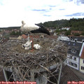 14_05-nest.jpg