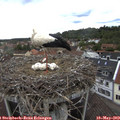14_10-nest.jpg