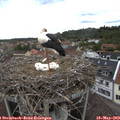 14_15-nest.jpg