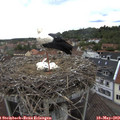 14_20-nest.jpg