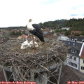 14_25-nest.jpg
