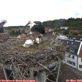 14_30-nest.jpg