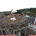 14_35-nest.jpg